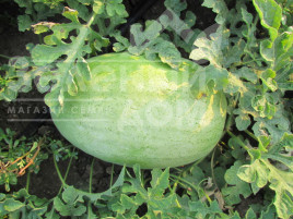 Насіння кавуна ЛС 1803 F1 / LS 1803 F1 купити оптом і в роздріб в Україні за вигідною ціною