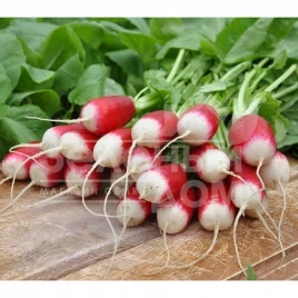 Семена редиса Экспо F1 / Ecspo F1,18-22 дня купить оптом и в розницу в Украине по выгодной цене