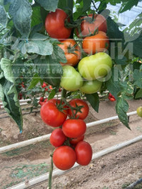 Насіння томатів Васмія F1 / Vasmia F1 купити оптом і в роздріб в Україні за вигідною ціною