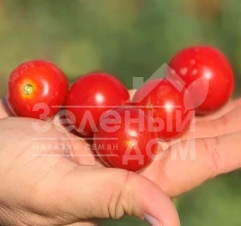 Семена томатов Ламар F1 / Lamar F1, 110-120 дней купить оптом и в розницу в Украине по выгодной цене