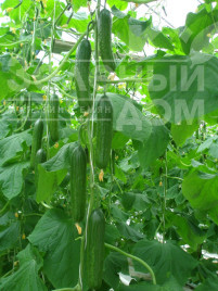 Насіння огірків Яні F1 / Yani F1,40-45 днів купити оптом і в роздріб в Україні за вигідною ціною