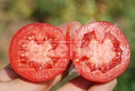 Семена томатов Аксель F1 / Aksel F1,70 дней купить оптом и в розницу в Украине по выгодной цене