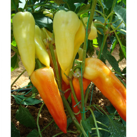 Насіння солодкого перцю Аккорд F1 / Accord F1,65-70 днів купити оптом і в роздріб в Україні за вигідною ціною
