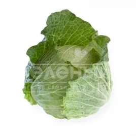 Семена капусты савойской Эстрема F1 / Estrema F1,80-90 дней купить оптом и в розницу в Украине по выгодной цене