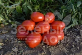 Семена томатов 1892 F1 / 1892 F1, 120 дней купить оптом и в розницу в Украине по выгодной цене