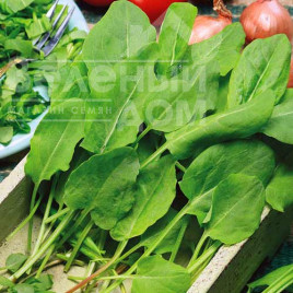 Насіння щавлю Бельвільський / Belvilskiy купити оптом і в роздріб в Україні за вигідною ціною