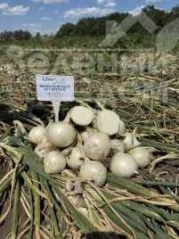 Лук репчатый Бьянка F1 / Bianca F1, 275-280 дней купить оптом и в розницу в Украине по выгодной цене