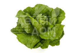 Насіння салату Вікторінус / Victorinus купити оптом і в роздріб в Україні за вигідною ціною