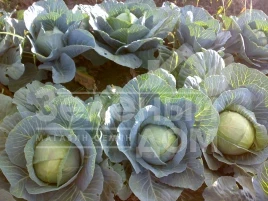 Семена капусты белокочанной Грин Бой F1 / Greenboy F1, 80-85 дней купить оптом и в розницу в Украине по выгодной цене