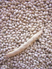 Семена фасоли Петронила / Petronila, 60-70 дней купить оптом и в розницу в Украине по выгодной цене