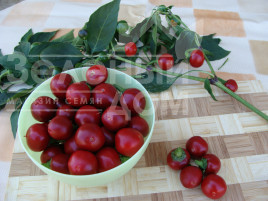 Насіння гіркого перцю Корал / Koral купити оптом і в роздріб в Україні за вигідною ціною