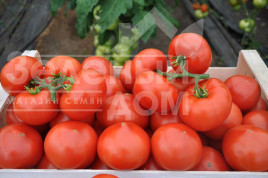 Насіння томатів Максін F1 (27614) / Macsin F1 (27614),95-105 днів купити оптом і в роздріб в Україні за вигідною ціною