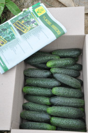 Насіння огірків Мозаїк F1 / Mozaik F1 купити оптом і в роздріб в Україні за вигідною ціною