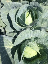 Семена капусты белокочанной Компасс F1 (Глоуб Мастер F1) / Compass F1 (Globe Master F1),80-85 дней купить оптом и в розницу в Украине по выгодной цене