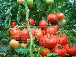 Семена томатов Инария F1 / Inaria F1 купить оптом и в розницу в Украине по выгодной цене