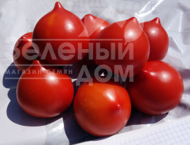 Насіння томатів Тапер F1 / Taper F1 купити оптом і в роздріб в Україні за вигідною ціною