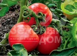 Семена томатов Диана / Diana,50-60 дней купить оптом и в розницу в Украине по выгодной цене