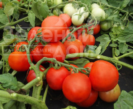 Насіння томатів Даліміл / Dalimil купити оптом і в роздріб в Україні за вигідною ціною