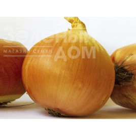 Цибуля ріпчаста Ламіка F1 / Lamyca F1 купити оптом і в роздріб в Україні за вигідною ціною