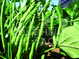 Семена спаржевой фасоли Нагано F1 / Nagano F1 купить оптом и в розницу в Украине по выгодной цене