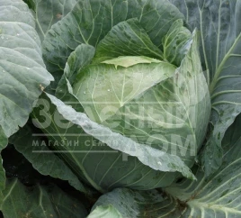 Семена капусты белокочанной Браво F1 / Bravo F1,90-100 дней купить оптом и в розницу в Украине по выгодной цене