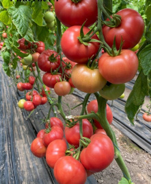 Насіння томатів Пінк Хіт F1 / Pink Hit F1 купити оптом і в роздріб в Україні за вигідною ціною