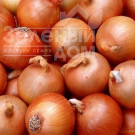 Цибуля ріпчаста Медуза F1 / Medusa F1,110 днів купити оптом і в роздріб в Україні за вигідною ціною