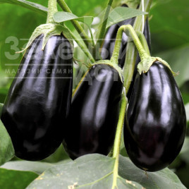 Насіння баклажанів Гордіта F1 / Gordita F1 купити оптом і в роздріб в Україні за вигідною ціною