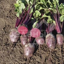 Семена свеклы Монти F1 / Monty F1,100-110 дней купить оптом и в розницу в Украине по выгодной цене