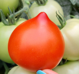 Насіння томатів Лангранж F1 / Lagrange F1, 60-63 дні купити оптом і в роздріб в Україні за вигідною ціною