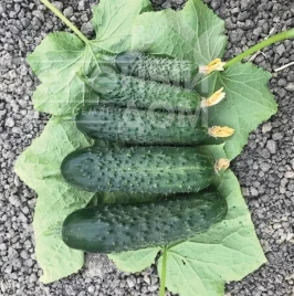 Семена огурцов Спинтор F1 / Spintor F1 купить оптом и в розницу в Украине по выгодной цене