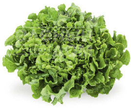 Насіння салату Анконі / Anconi купити оптом і в роздріб в Україні за вигідною ціною