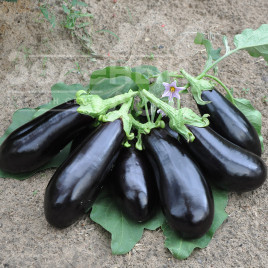 Насіння баклажанів Вернал F1 / Vernal F1,90-100 днів купити оптом і в роздріб в Україні за вигідною ціною