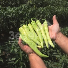 Семена горького перца Ангара F1 / Angara F1,80 дней купить оптом и в розницу в Украине по выгодной цене