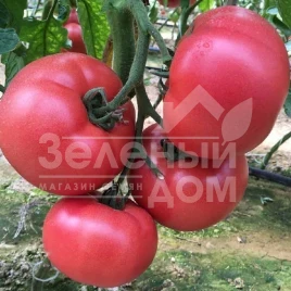 Семена томатов Манекро F1 / Manekro F1,55-60 дней купить оптом и в розницу в Украине по выгодной цене