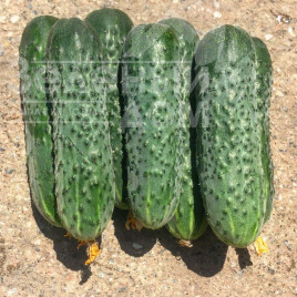 Насіння огірків 14015 F1 / 14015 F1,45 днів купити оптом і в роздріб в Україні за вигідною ціною