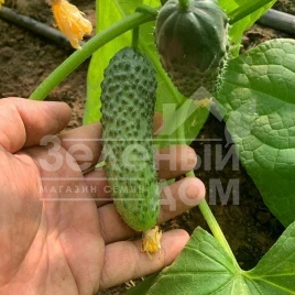 Семена огурцов Фрайзер F1 / Frayzer F1, 33-37 дней купить оптом и в розницу в Украине по выгодной цене