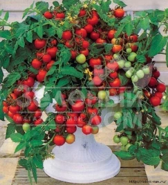 Семена томатов Баяя / Bayaya купить оптом и в розницу в Украине по выгодной цене