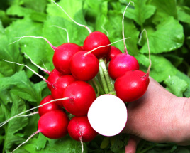 Насіння редису Романо F1 / Romano F1 купити оптом і в роздріб в Україні за вигідною ціною