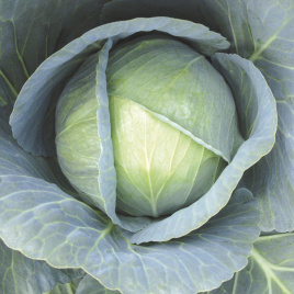 Насіння капусти білокачанної Галаксі F1 / Galaxy F1,130-135 днів купити оптом і в роздріб в Україні за вигідною ціною