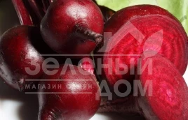 Семена свеклы Красный шар / Krasniy Shar, 95-105 дней купить оптом и в розницу в Украине по выгодной цене