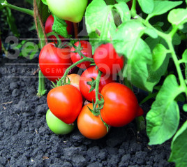 Насіння томатів Блоссом F1 / Blossom F1, 85-90 днів купити оптом і в роздріб в Україні за вигідною ціною