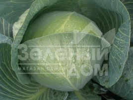 Семена капусты белокочанной Конгама F1 / Congama F1,115-120 дней купить оптом и в розницу в Украине по выгодной цене