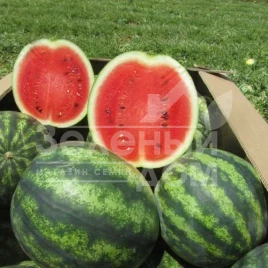 Семена арбуза Эрли Джитана F1 / Early Gitana F1,55-65 дней купить оптом и в розницу в Украине по выгодной цене