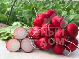 Семена редиса Мелито F1 / Melito F1,20-25 дней купить оптом и в розницу в Украине по выгодной цене