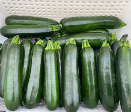 Насіння кабачків Кефрен F1 / Kefren F1, 30-40 днів купити оптом і в роздріб в Україні за вигідною ціною