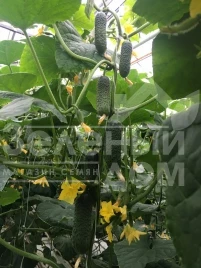 Семена огурцов Триоле F1 / Triole F1 купить оптом и в розницу в Украине по выгодной цене