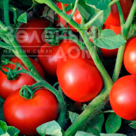 Насіння томатів Ольга F1 / Olga F1,75-78 днів купити оптом і в роздріб в Україні за вигідною ціною