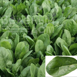 Насіння шпинату Апаче F1 / Apache F1 купити оптом і в роздріб в Україні за вигідною ціною