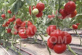 Семена томатов Девонет F1 / Devonet F1,90-95 дней купить оптом и в розницу в Украине по выгодной цене